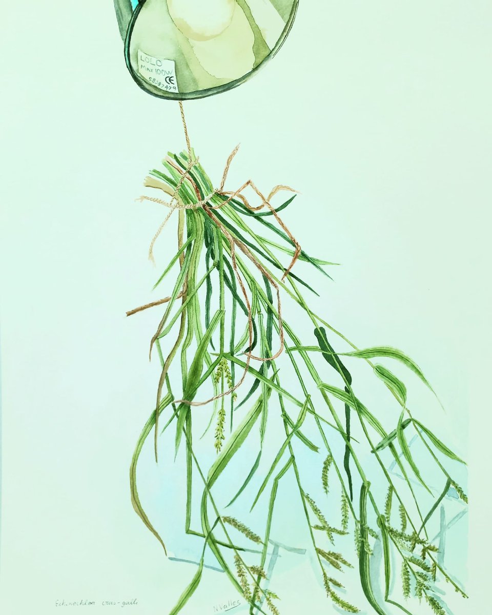 MMitjans's tweet photo. Pota de gall,  Echinichloa crus -galli #Gramínies, #Poaceae https://t.co/wZvC4U7NXO
