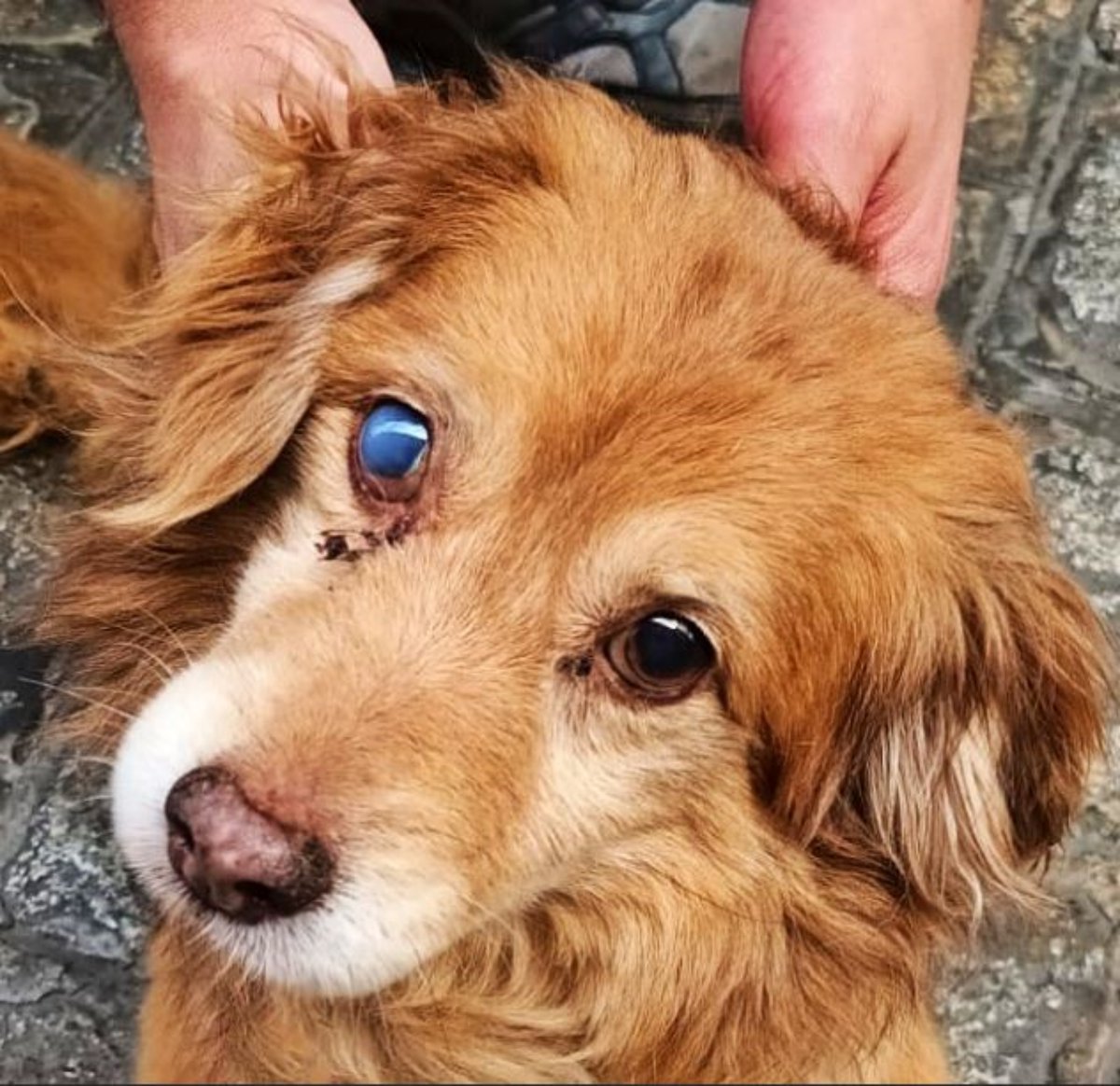 SosAbuelos1's tweet photo. #BARCELONA
#ARECO es un muñequito de 10 años y tan solo 7 kg que nunca ha salido a la calle... Ha vivído encerrado en un piso hasta ahora que se ha descubierto el caso.

Le buscamos un hogar de acogida o adopción responsable y paciente...
El pobre pequeñín no conoce ni ha disfrutado nada del mundo exterior...

Pili asasf 615253957 // Alexia 669797369