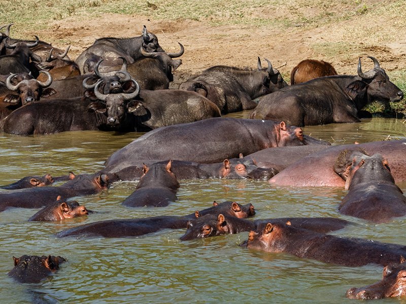 VisitAcholiLand's tweet photo. #Explore #North #Campaign 

Welcome to Murchison Falls NP, Uganda's most visited National Park.

It features several activities; Game drive, Boat Cruise, Chimps tracking, Top of the Falls Visit, Birding, Hiking &amp; Nature walks, Sport fishing etc.

@LillyAjarova  @ExploreUganda https://t.co/fUUkFeGA5E