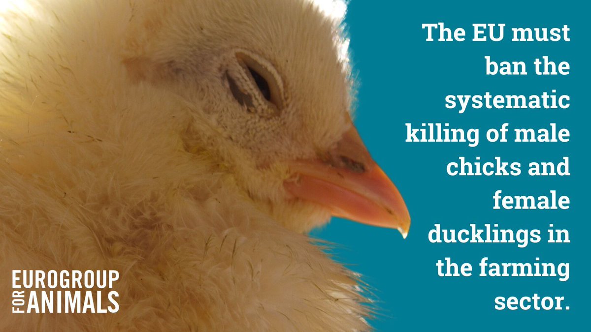 Eurogroup For Animals (@act4animalseu) on Twitter photo 📣 'Inhumane." "Devastating." "Cruel."
The barbaric practice of killing #MaleChicks + female #ducklings, which EU law still permits, was debated at yesterday's <a href="/Europarl_EN/">European Parliament</a> plenary session.
Special thanks to the many MEPs who showed strong support for a full ban at EU level! 👏 📣 'Inhumane." "Devastating." "Cruel."
The barbaric practice of killing #MaleChicks + female #ducklings, which EU law still permits, was debated at yesterday's <a href="/Europarl_EN/">European Parliament</a> plenary session.
Special thanks to the many MEPs who showed strong support for a full ban at EU level! 👏
