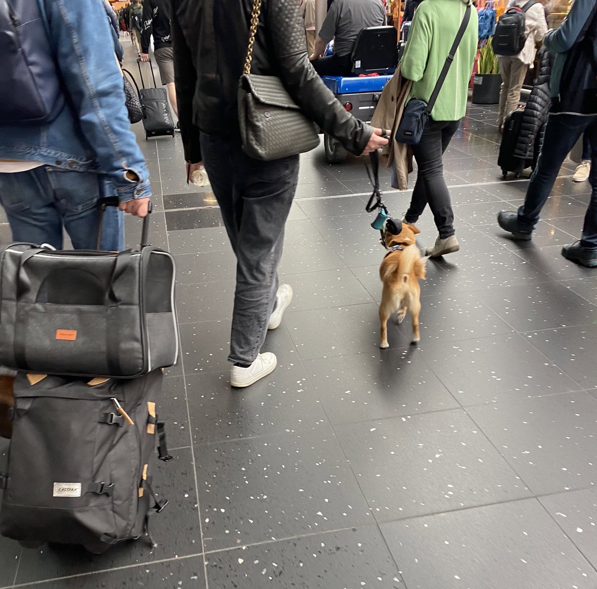 At the AMS airport and already spotted 2 🐕  and managed so snap a quick pic. 

They even have the same dog 🐶 carrier as we do — but smaller. 

I get so excited when I see more pets joining their families around the world. 

#petfriendlytravel #pettravel #notbestpic