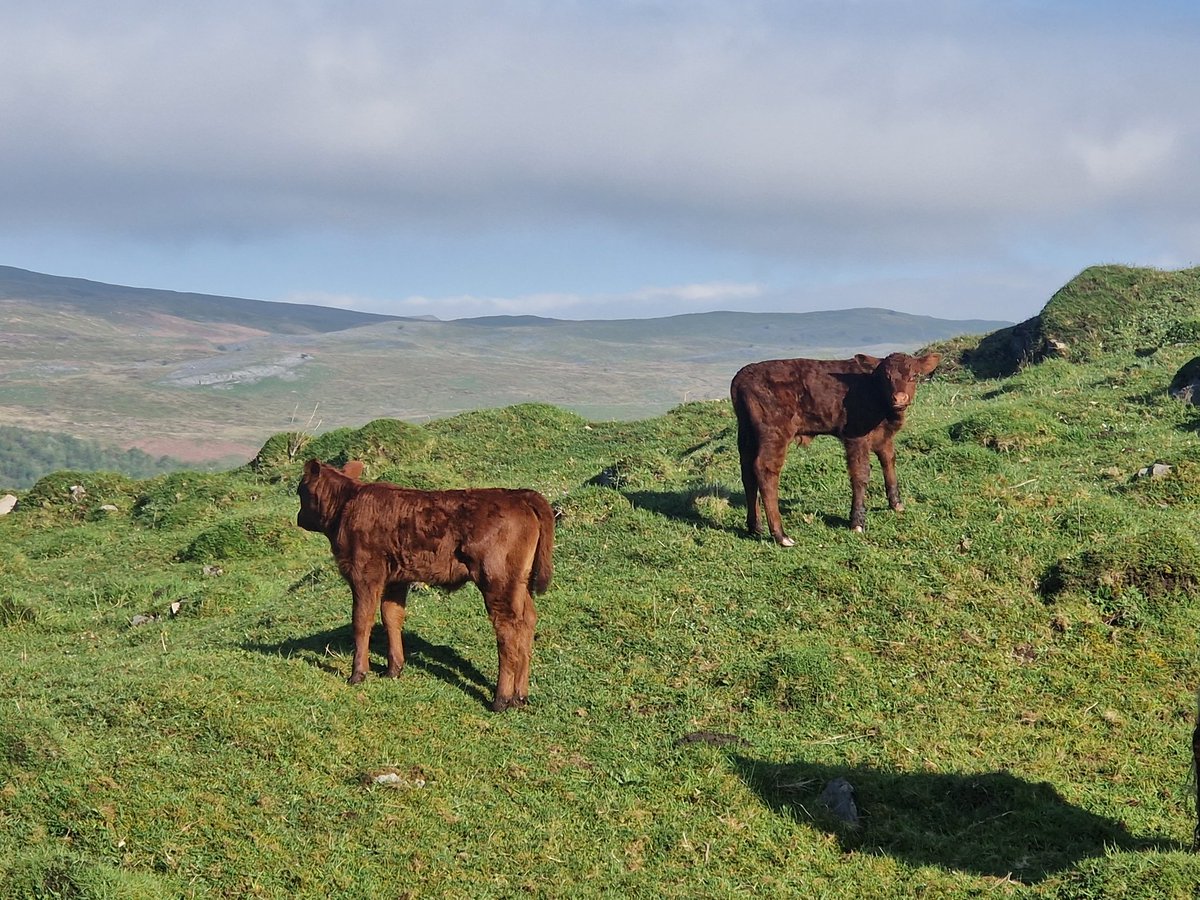 Next batch of Red Devil's born on the Mountain.
