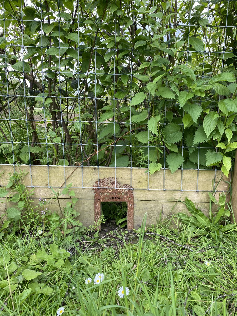 HorshamDC's tweet image. Since last year's #HedgehogAwarenessWeek we've installed Hedgehog Highways in Horsham Park Pond's fencing to help make life a little easier for them 🦔 have you spotted the doorways? Keep your eyes peeled next time you're in the park 😃