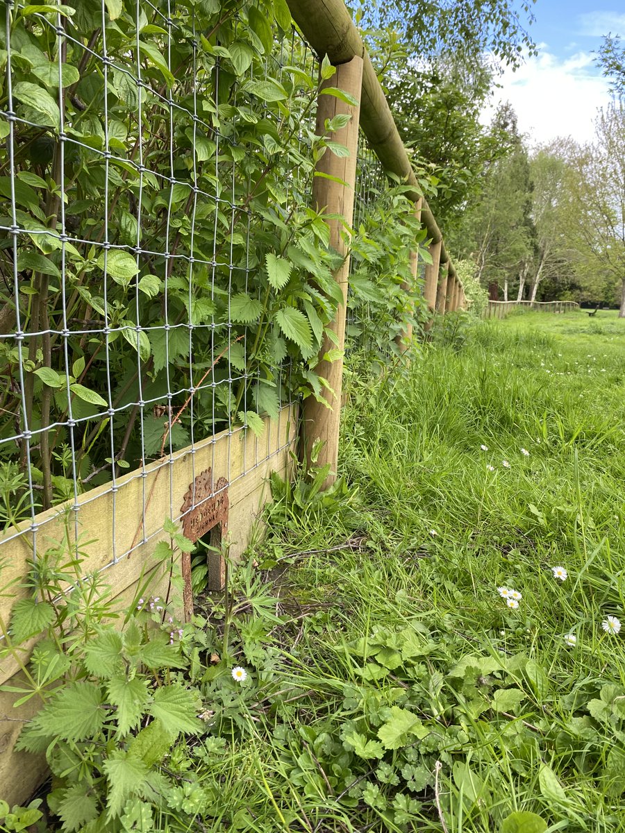 HorshamDC's tweet image. Since last year's #HedgehogAwarenessWeek we've installed Hedgehog Highways in Horsham Park Pond's fencing to help make life a little easier for them 🦔 have you spotted the doorways? Keep your eyes peeled next time you're in the park 😃