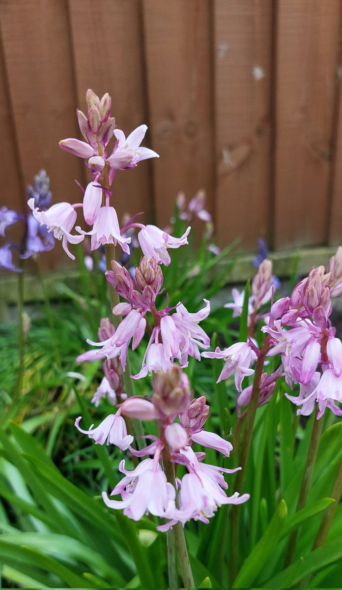 ChrissieT1894's tweet photo. Good morning, a little cooler here today. Enjoy your day 🌸
#FlowersOnFriday #PinkBluebells #Flowers #MyGarden #Gardening https://t.co/7Mde7XxogI