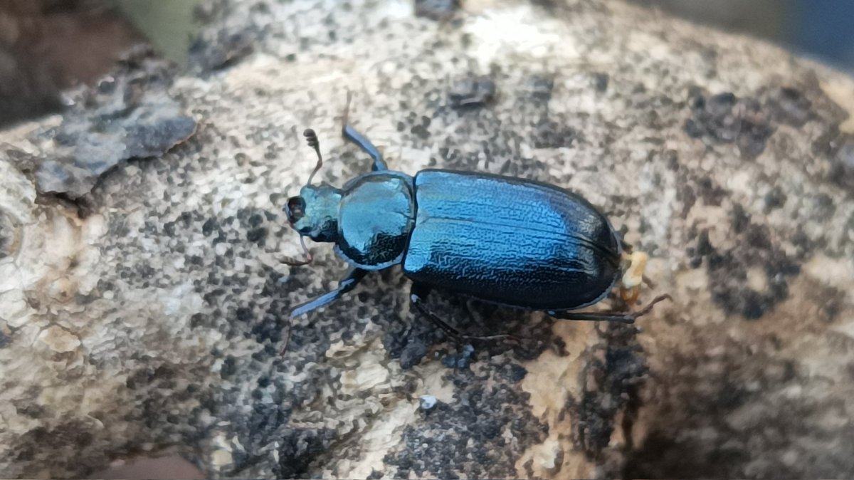 coleopteriste's tweet photo. 1st entomological fieldtrip of the season, with learning-by-doing students on a beautiful spring day in Helsinki! Sampling #mosquitoes with Lorna Culverwell, #aphids with Erkka Laine for FinBOL, &amp; #beetles with me, including Platycerus caprea, a spring-active #stagbeetle #luomus https://t.co/CykNjjo9RW