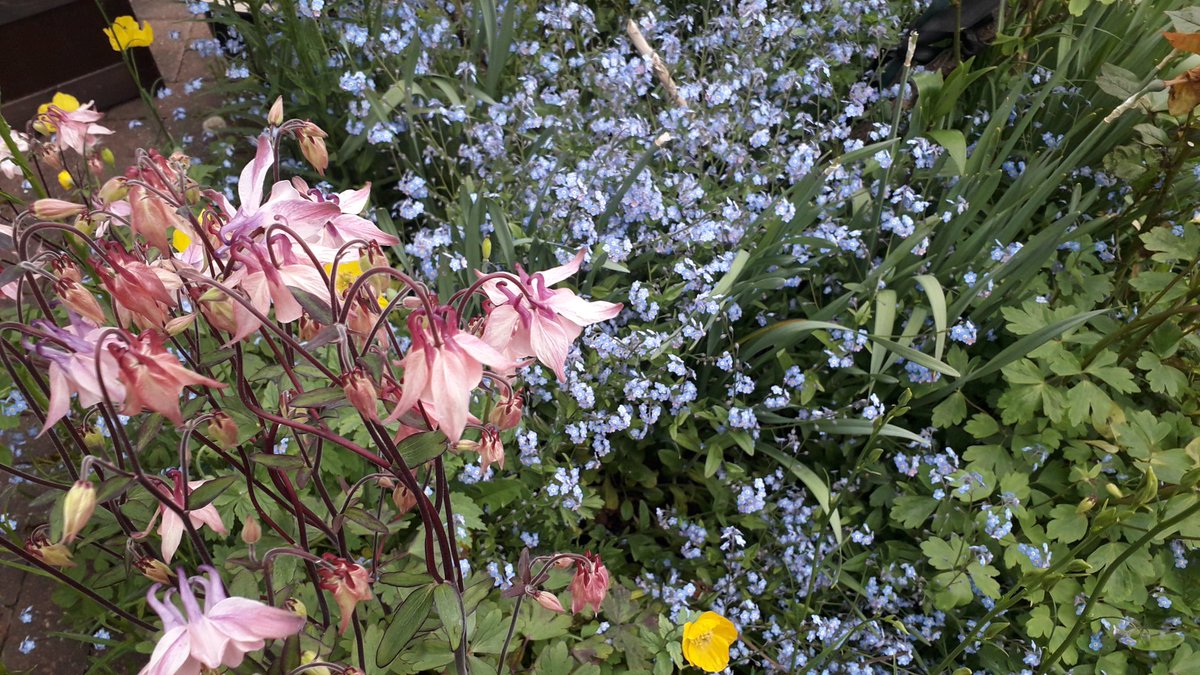 Mass of self-seeded flowers in my #frontGarden #FlowersOnFriday forget-me-nots, Welsh poppies, aquilegia, faded daffodils and some photobombing dandelions