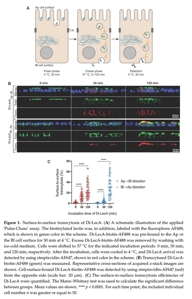 Ashraf Saad, bridging Glycobiology and Oncology! tweet media