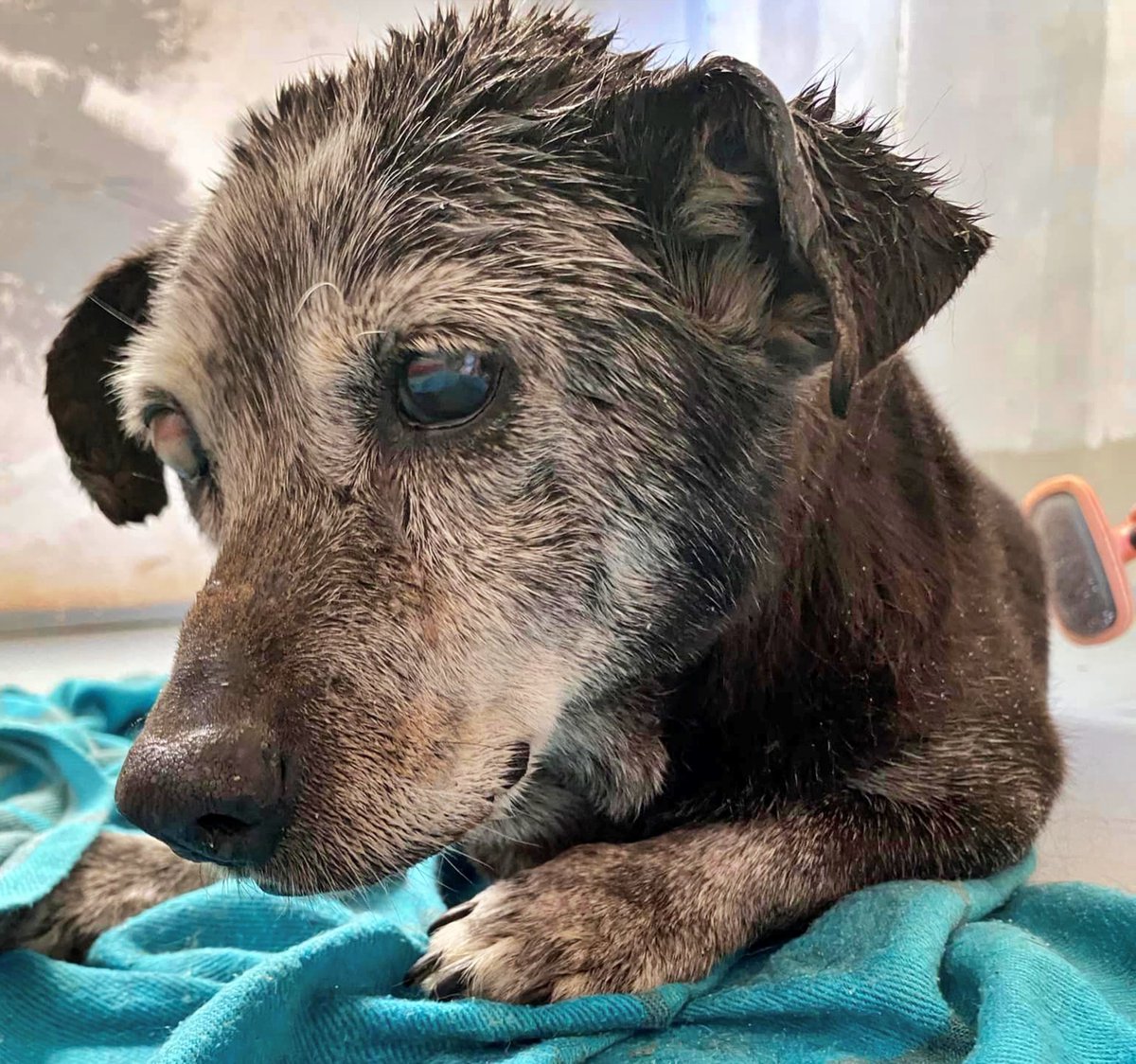 LA CONOCES??? SABES DE QUIÉN ES??
(Por favor, por favor, que no sea un abandono!!!  🙏😓...)

Encontrada perrita muy viejita en la acequia de ALDOVER #TARRAGONA, a unos 400m del puente que atraviesa el canal seco.

No tiene chip. Está #cieguita y no puede tenerse en pié.

Si