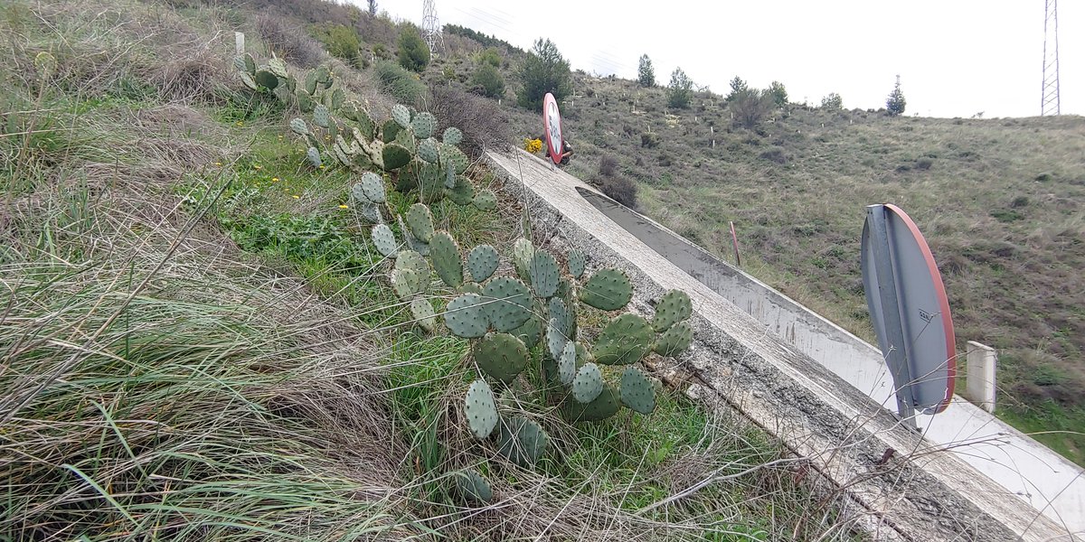 Opuntia stricta, la #chumbera, es una especie de flora incluida en el catálogo de #EspeciesExoticasInvasoras, que se está extendiendo por la Cuenca de Pamplona. #EEI