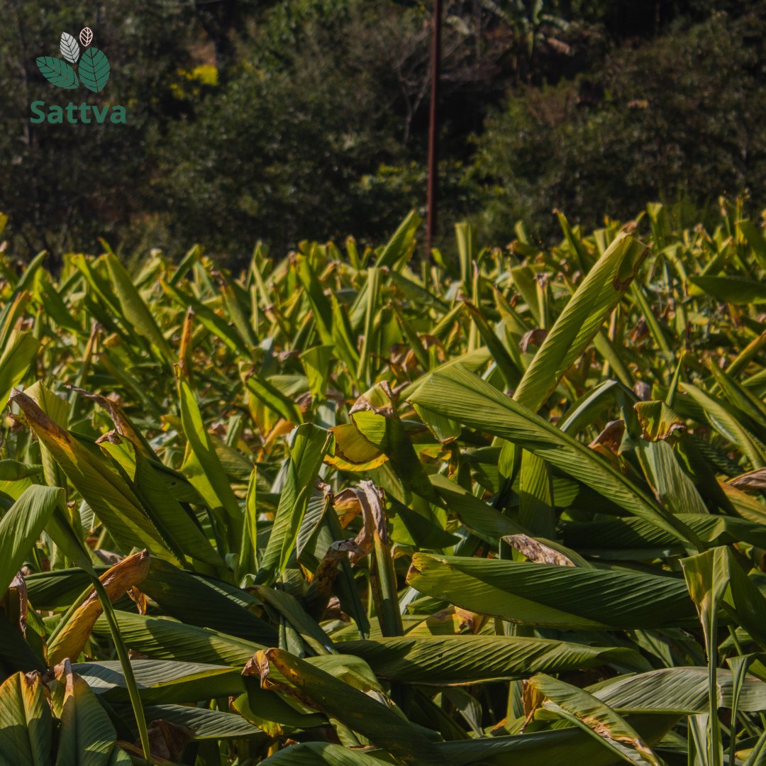 NepalSattva's tweet photo. Turmeric is widely grown in the hills and plains. The plant has light green colored leaves and a mild turmeric fragrance. The leaves are also used to make herbal tisanes in some areas. You can also try and make some delicious chutney and achar out of it.
#turmerictea #turmeric https://t.co/79I69oAt5n