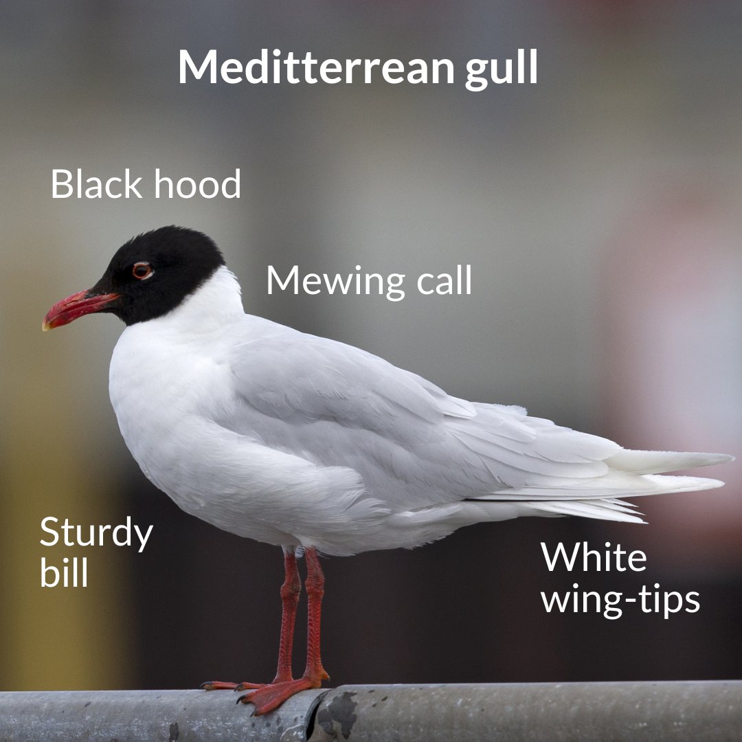 BirdAwareSolent's tweet photo. With their dark head gear at this time of year, black-headed gulls and Mediterranean gulls are easy to tell apart from other gulls. Here's some visual and audible clues for sorting the black-headed ones from the Med. Find out more: https://t.co/NOt6eVaA34 https://t.co/g7ltjJkuWF