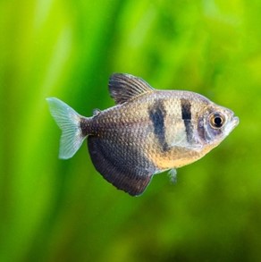 TFHmagazine's tweet photo. Classic, hardy, and attractive! Read the essentials about the popular black skirt tetra. #NanoNuggets
https://t.co/PBx7MMDGVG
#TropicalFishHobbyist #blackskirttetra #fishcollection https://t.co/5pR7k3mSXJ