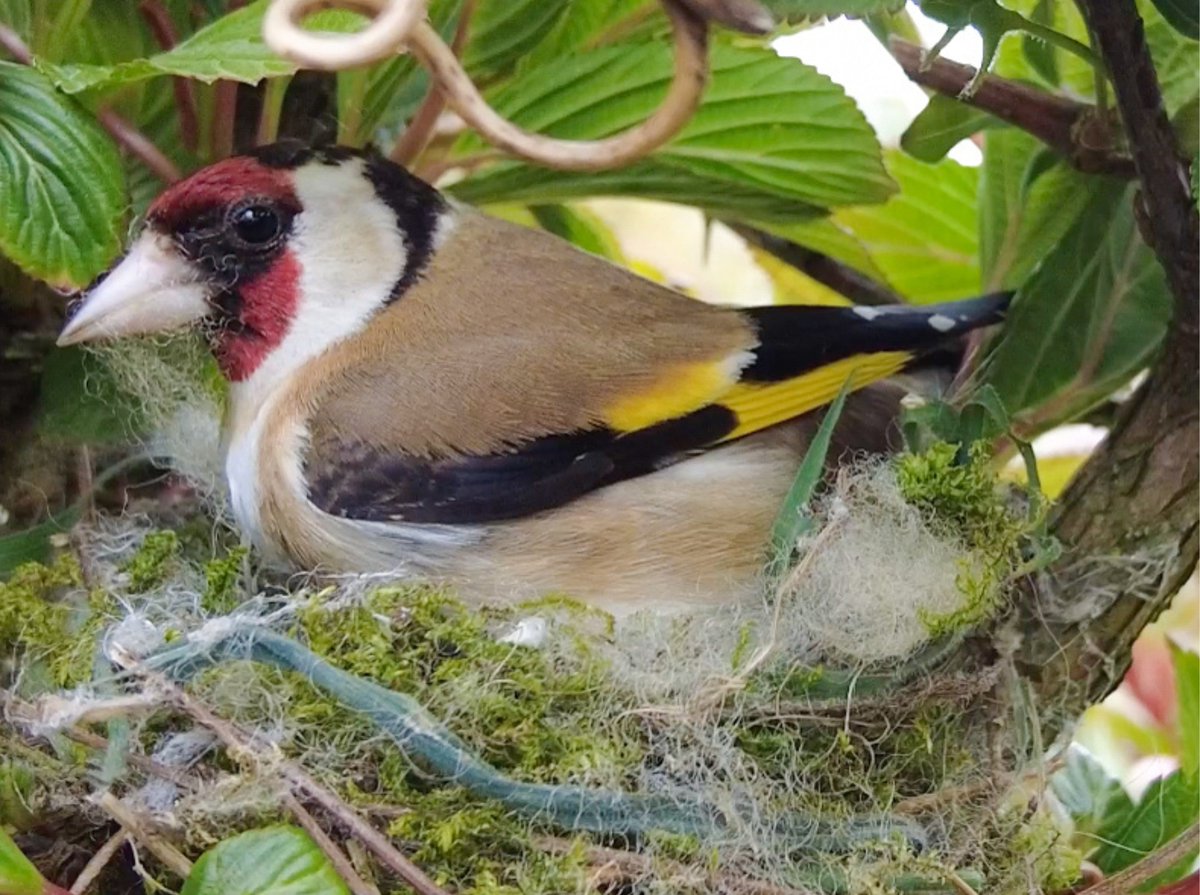 How snug is this goldfinch nest? 🪹 🪶🪶
#photooftheweek #goldfinch #birds