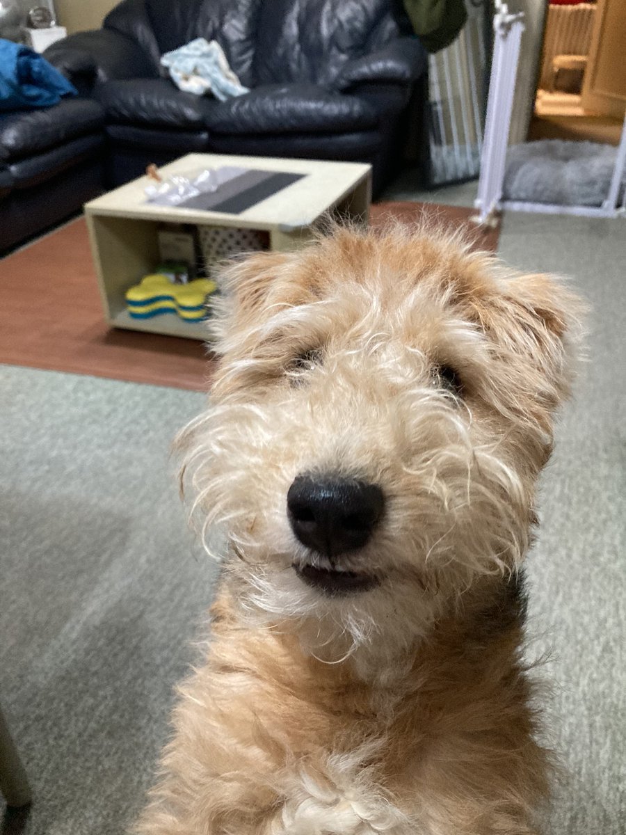 welshOKAN's tweet photo. ウチのコ、たまにセサミストリートに出てきそうな表情をするので見てください🤣

#ウェルシュテリア
#テリア好き #犬のいる暮らし #犬 #テリア #welshterrier https://t.co/3FoZnA5blP