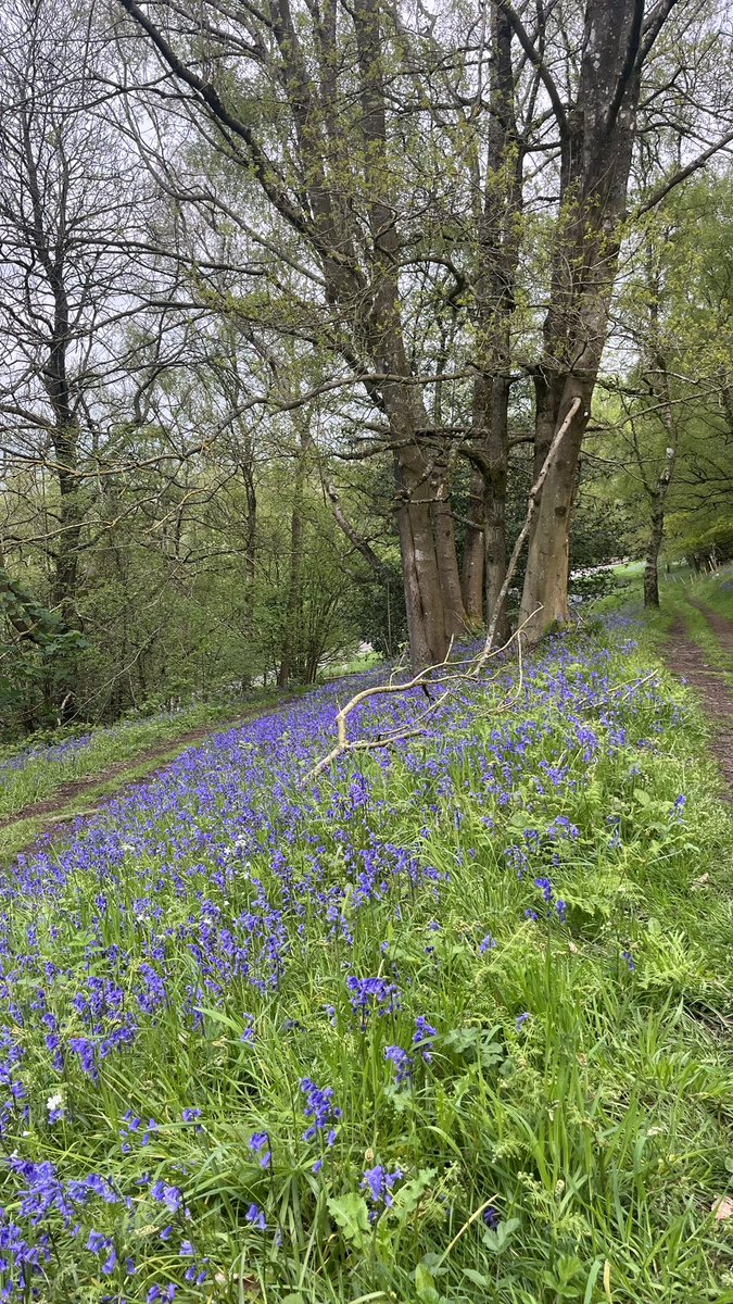 bloomcartcolwal's tweet photo. The bluebells are out in all their glory on the hills 😍 if you’re able, the weather looks good this weekend to go and see them! ☀️

#bluebells #bluebellseason #malvernbluebells #malvernhills #malvern #colwall #lovewherewelive #malvernhillsaonb #malvernhillshour https://t.co/FM55Pm5QqQ