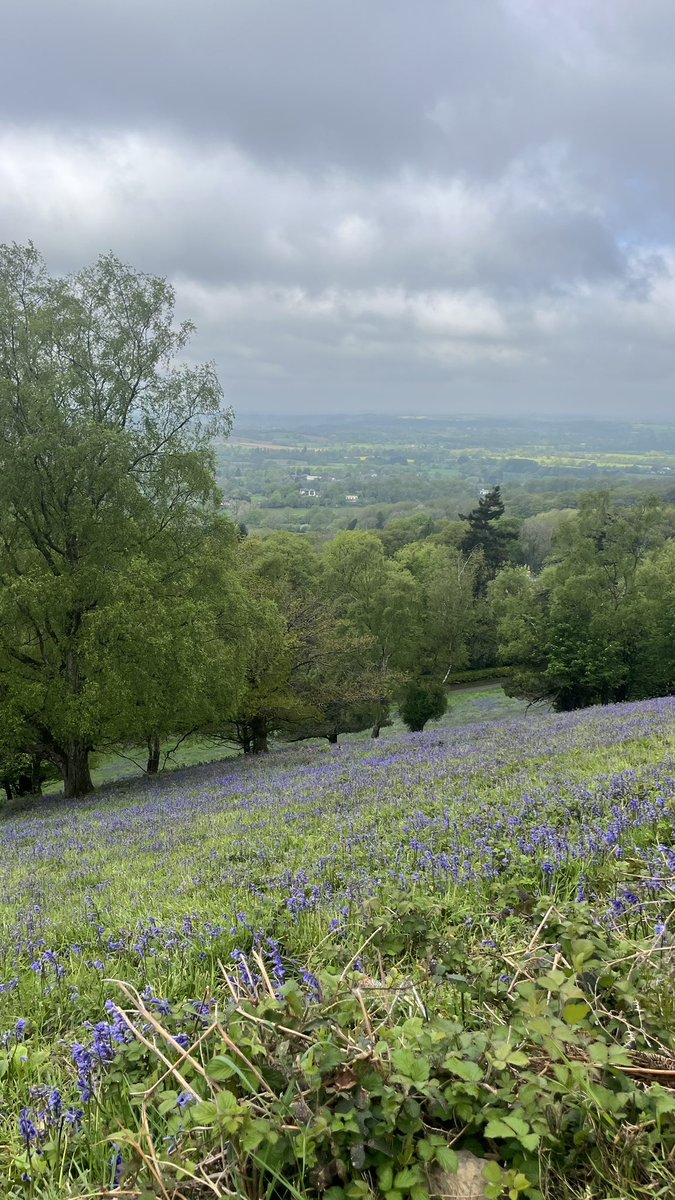 bloomcartcolwal's tweet photo. The bluebells are out in all their glory on the hills 😍 if you’re able, the weather looks good this weekend to go and see them! ☀️

#bluebells #bluebellseason #malvernbluebells #malvernhills #malvern #colwall #lovewherewelive #malvernhillsaonb #malvernhillshour https://t.co/FM55Pm5QqQ