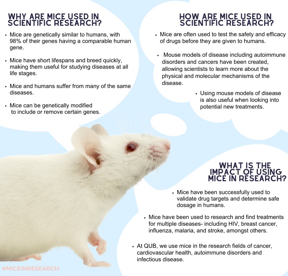 QUB are proud to support the Concordat on Openness in Animal Research. Here are some ways how mice are used in biomedical research #Miceinresearch #ConcordatOpenness