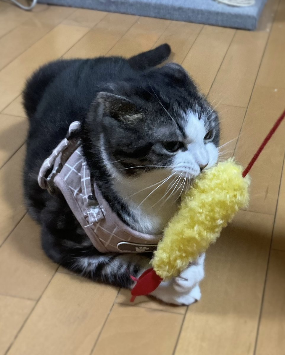 cyane_ko's tweet photo. 非常時用に母からハーネスを慣らされる猫と海老天 https://t.co/XoDVezElpB