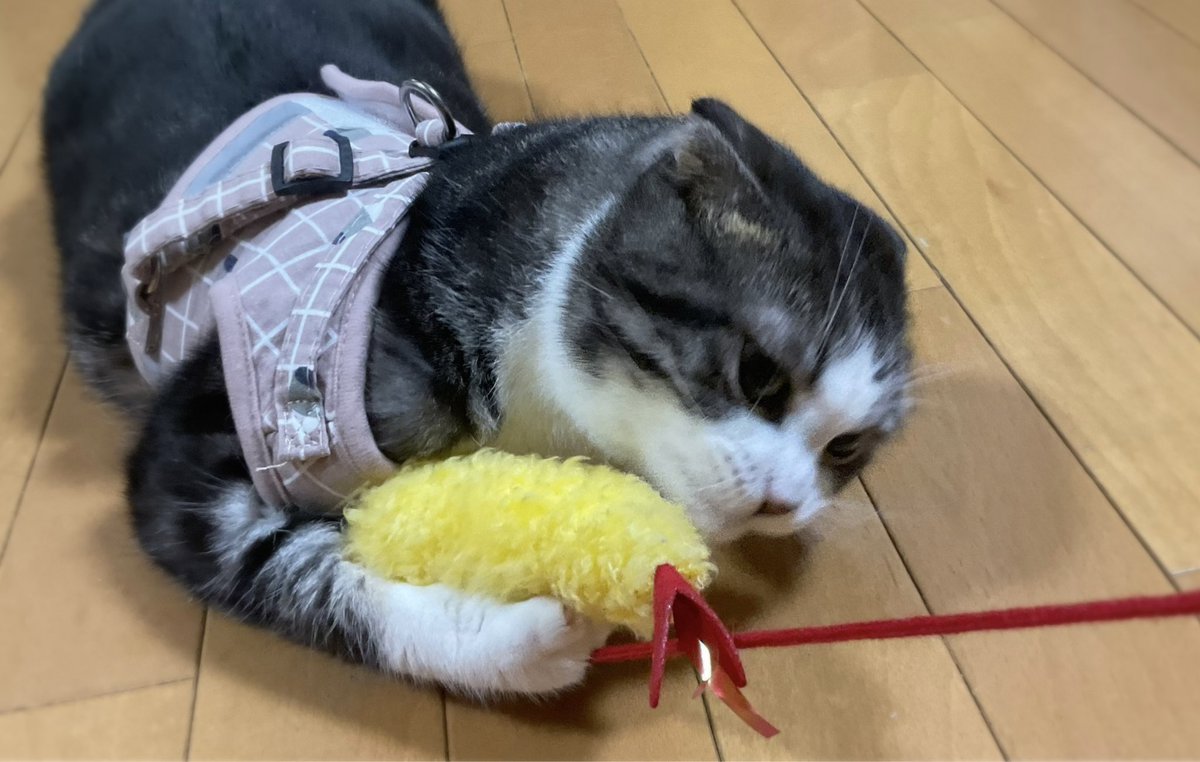 cyane_ko's tweet photo. 非常時用に母からハーネスを慣らされる猫と海老天 https://t.co/XoDVezElpB