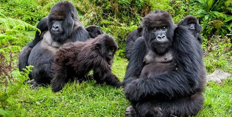 Rumara_safaris's tweet photo. Book our 3 days gorilla trekking safari and capture indelible moments with Uganda's mighty gorillas. Seeing these gentle apes will surely give you remarkable excitement
https://t.co/FzctcatV0e
https://t.co/bREgznOLBL
#FridayThought https://t.co/v8wavFZVz8