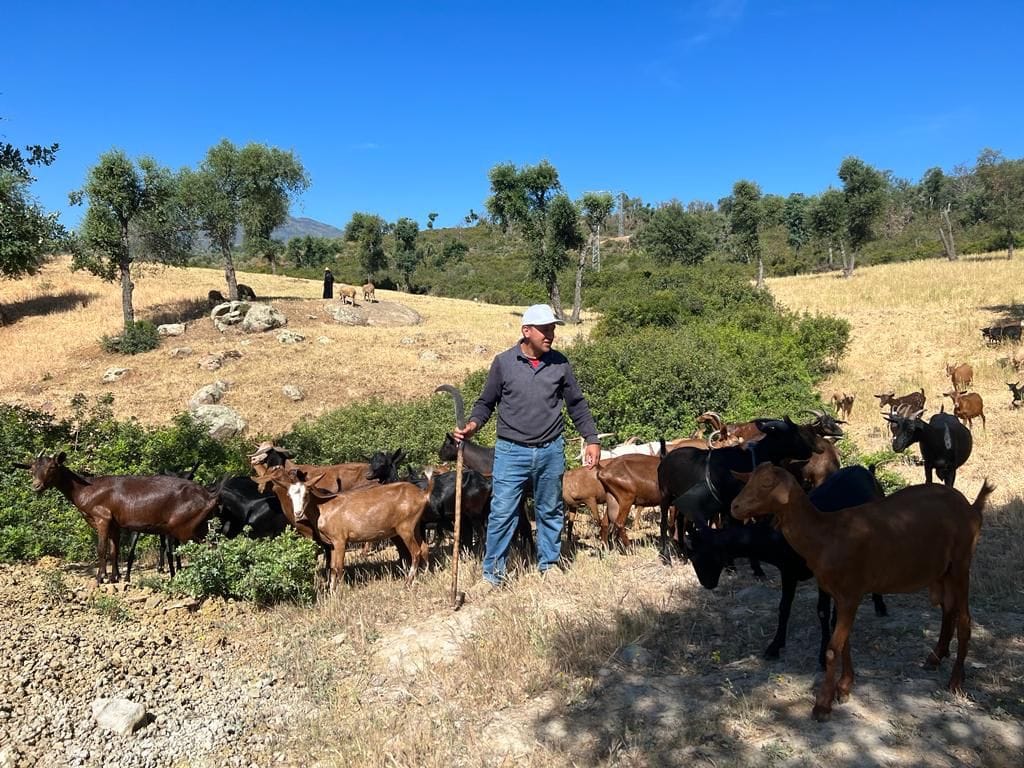 pastinnova's tweet photo. ๐๐ฅOn the 2nd day of the General Assembly in Tangier, Marocco, on the 11th of May, the PASTINNOVA consortium participated in a study visit.๐ช๐๐๐
#PASTINNOVA #Mediterranenpastoralism #Shepherdslife #Valuechainofpastroalproducts #RegionalLivingLabs #H2020 #PRIMAMED #PRIMA https://t.co/zwyiK56tC2
