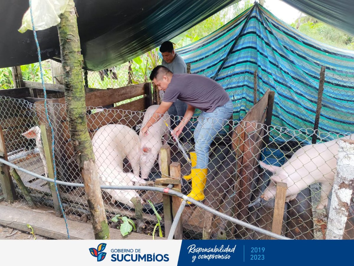 GobSucumbios's tweet photo. CorpoSucumbíos con su equipo médico veterinario continúa beneficiando a más familias con inseminación artificial de cerdas, obteniendo como resultado excelentes lechones, con el fin de impulsar la porcicultura en la provincia.

#AmadoChávezPrefecto
#ResponsabilidadYcompromiso https://t.co/RmulbfTYyd