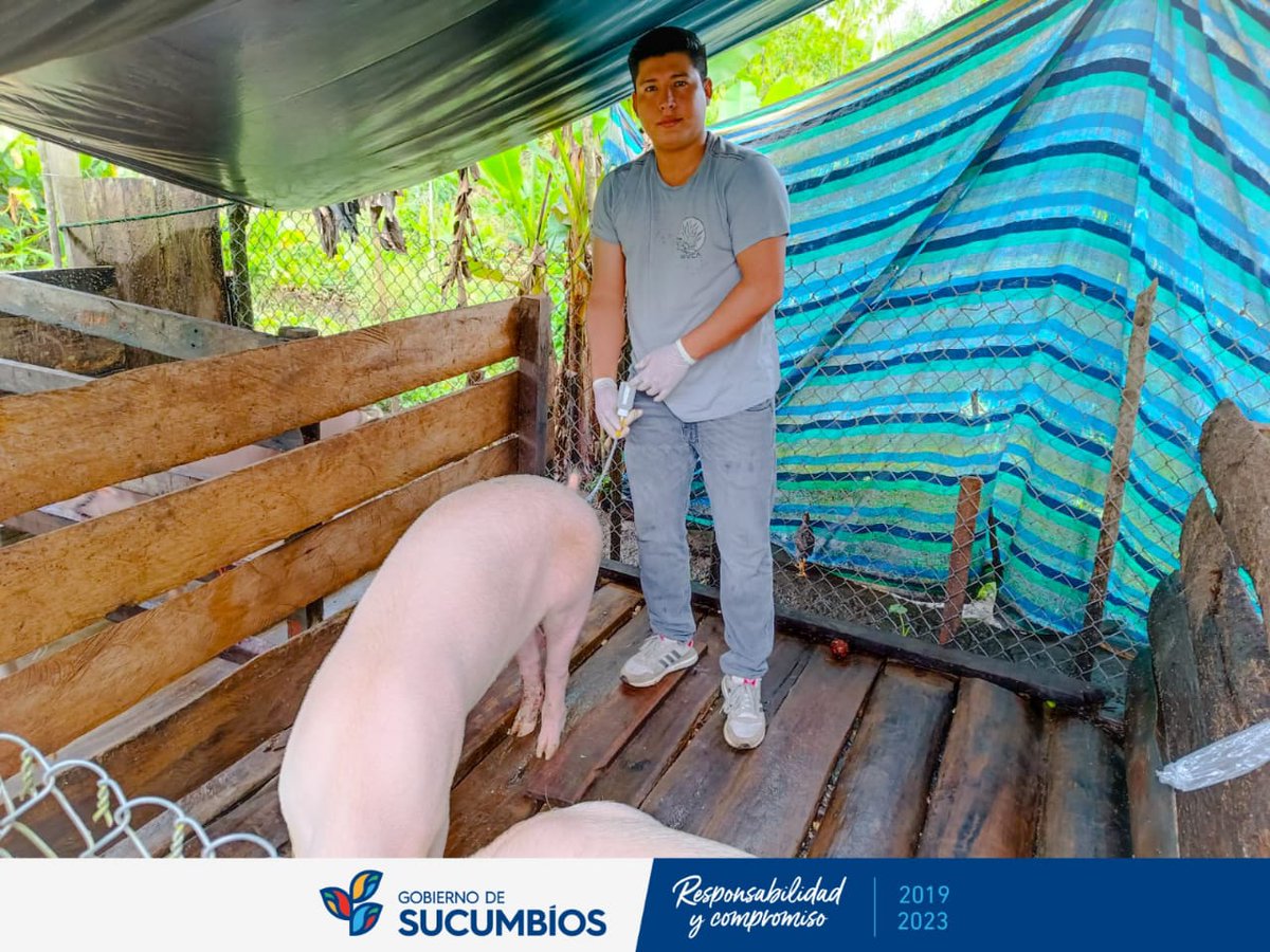 GobSucumbios's tweet photo. CorpoSucumbíos con su equipo médico veterinario continúa beneficiando a más familias con inseminación artificial de cerdas, obteniendo como resultado excelentes lechones, con el fin de impulsar la porcicultura en la provincia.

#AmadoChávezPrefecto
#ResponsabilidadYcompromiso https://t.co/RmulbfTYyd