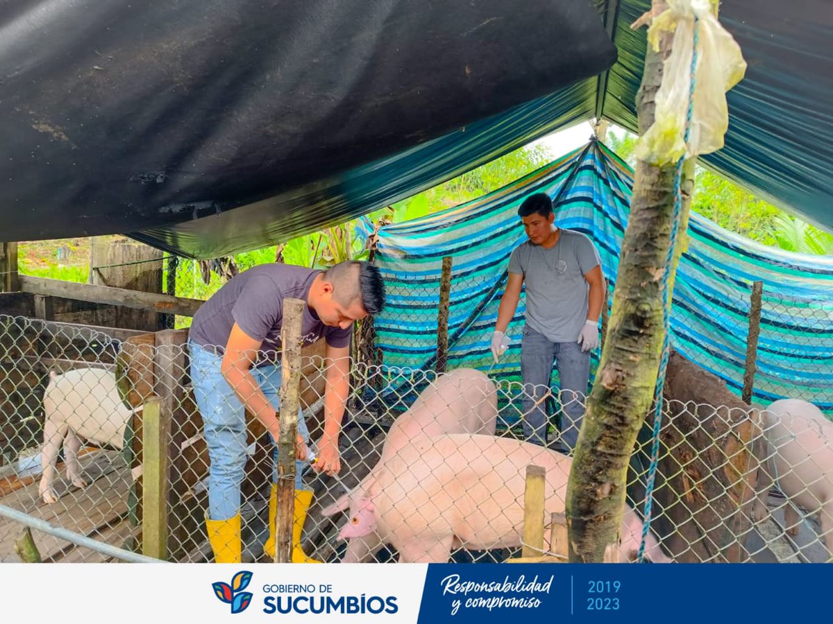 GobSucumbios's tweet photo. CorpoSucumbíos con su equipo médico veterinario continúa beneficiando a más familias con inseminación artificial de cerdas, obteniendo como resultado excelentes lechones, con el fin de impulsar la porcicultura en la provincia.

#AmadoChávezPrefecto
#ResponsabilidadYcompromiso https://t.co/RmulbfTYyd