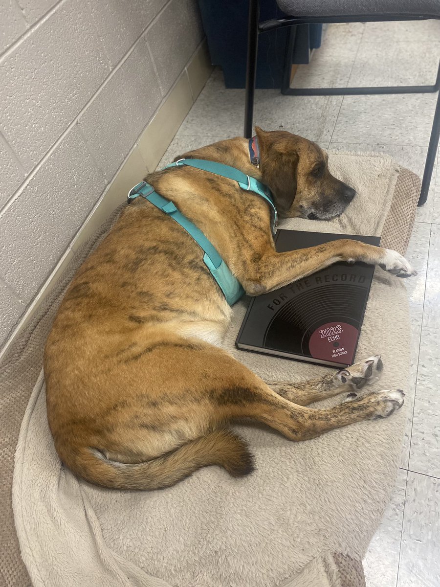 Norris just finished looking up all his friends in the 2023 yearbook and he is EXHAUSTED. Follow Norris on Instagram @norristhetherapydog for all his adventures loving life and people! <a href="/bhsdawgs/">Bearden High School</a>