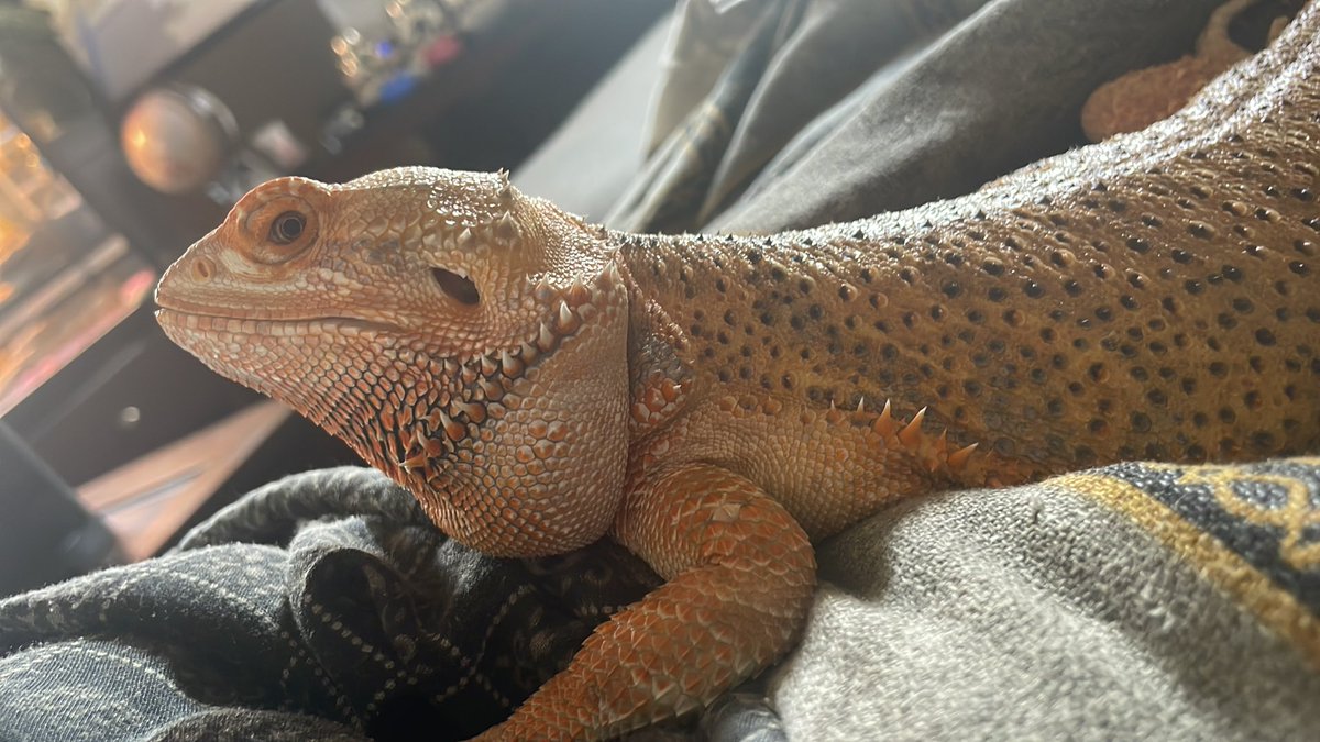 Queen Chilli Chonkerton watching some tv 

If you see this QT with the most recent photo you took of your pet. No cheating