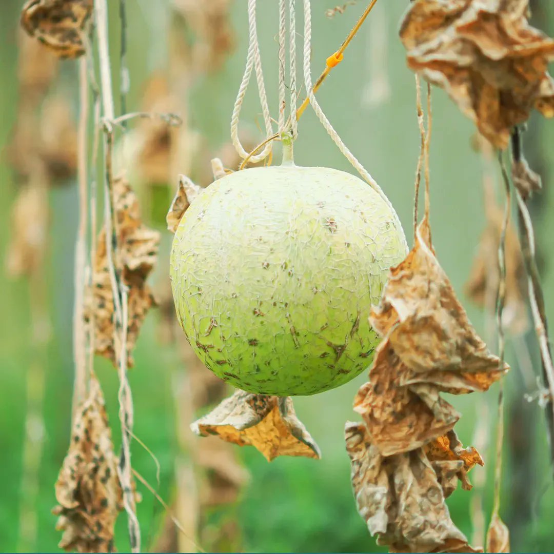 #DYK that each year we lose up to 40 % of food crops because of pests and diseases, leaving millions of people without enough food to eat?

How can we ensure plant health for our food security? 
Learn in this podcast 🎧 by <a href="/FAO/">Food and Agriculture Organization</a> ➡️ buff.ly/3VHtgNu 

#PlantHealthDay