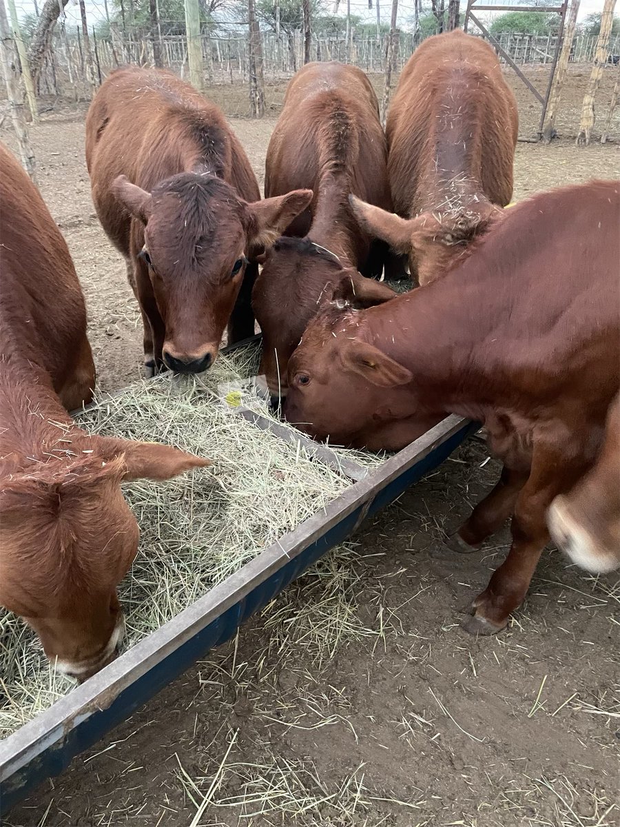 Sweetveld Farming tweet media