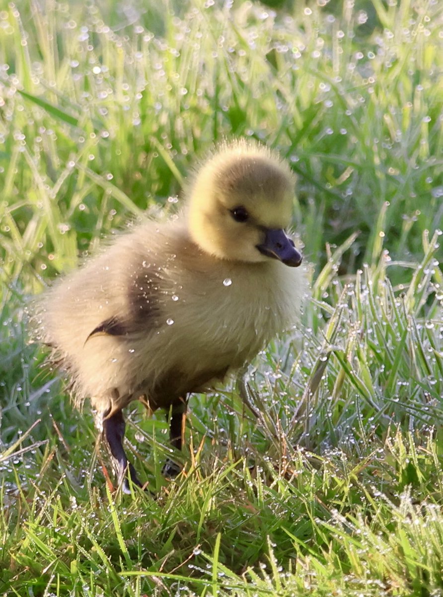 Cuteness overload… 💛
@WildLondon @WildlifeTrusts @WildlifeMag @BBCSpringwatch @theroyalparks @ThePhotoHour @SallyWeather @Natures_Voice #baby #chick #morningdew #droplets #BushyPark