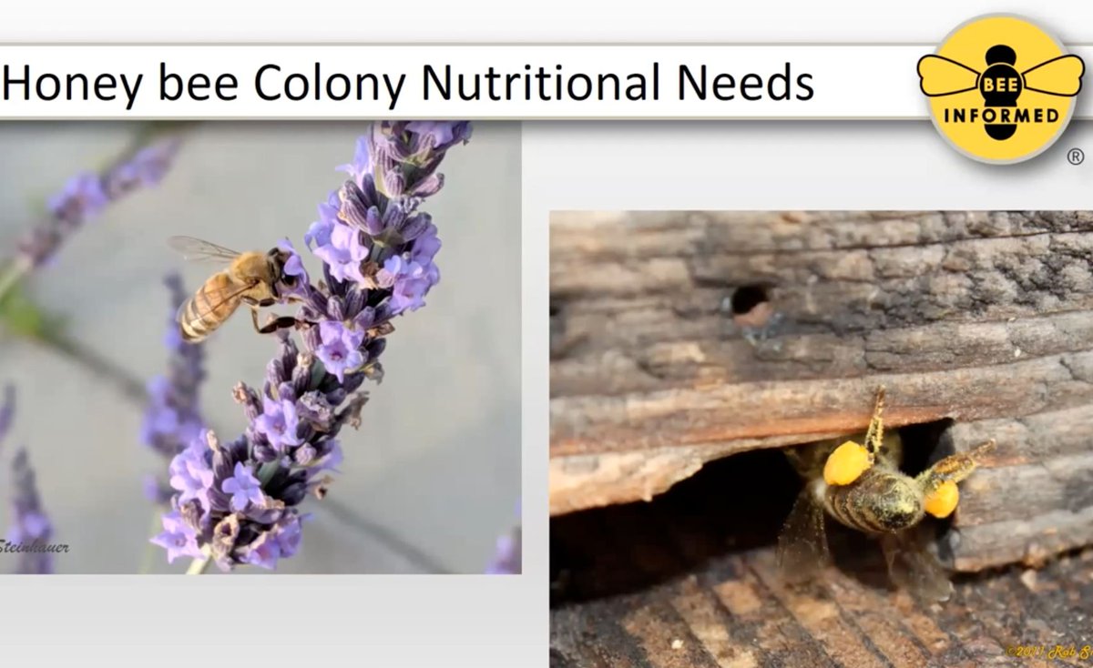 beeinformedinfo's tweet photo. What Can Pollen Tell Us?: Learn about critical factors influencing the health of honey bee colonies like habitat and forage quality in this pre-recorded webinar.
https://t.co/z6TcgfZYhk
#beeinformedpartnership #beekeepingwebinar https://t.co/mqyz6u3B8M