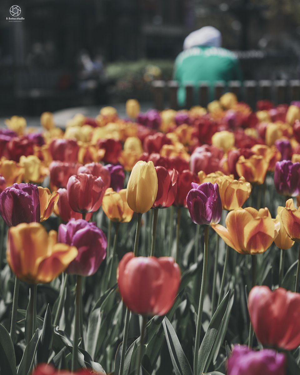 St. James Park in Toronto.

#flower #toronto #tulip #spring #torontophotographer #花 #チューリップ #トロント #トロント生活 #写真好きな人と繋がりたい