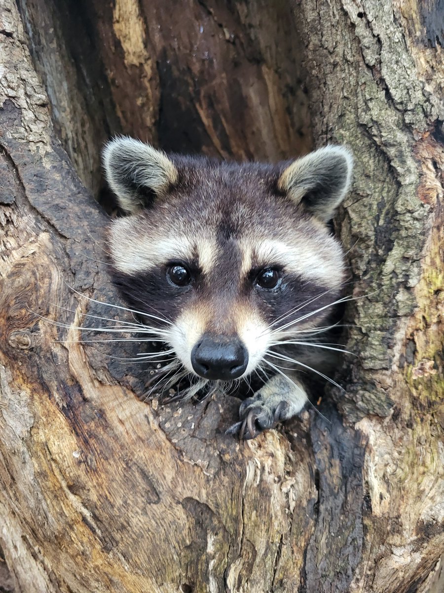 #FunFactFriday! A raccoon's mask of black fur is its most distinct  feature. It is thought the dark fur may help reduce glare and enhance  the nocturnal animal’s night vision. #raccoon #raccoons #cuteanimals #funfacts #DidYouKnow #animals #Roanoke #millmountainzoo #roanokeva #MMZ
