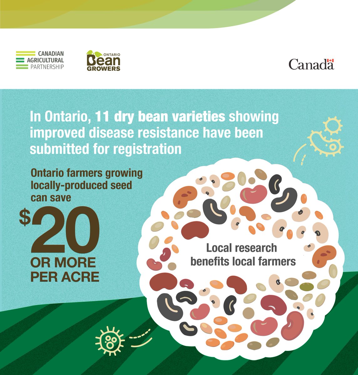 OntBeanGrowers's tweet photo. Read more about the work being carried out by @Jamie_Larsen and @wally_owen and team at @BeansAndGenes.  OBG was pleased to support the bean breeding program at AAFC-Harrow through the Pulse Science Cluster.
Editorial - https://t.co/kq3wzQNrHn 
Technical - https://t.co/g0xR1RRhfC https://t.co/JLxYAXtJCY