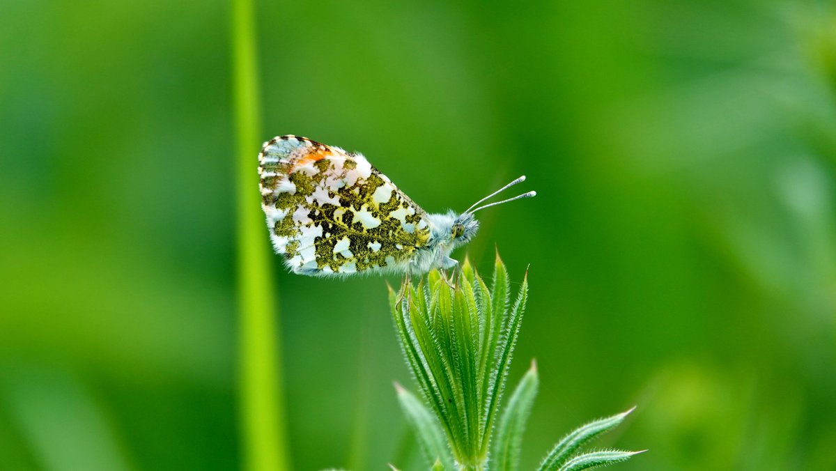 Natuurbelevings's tweet photo. O, oranjetipje wat ben je mooi! 🧡
Deze fantastische vlinder is op De Bult gespot én gefotografeerd door @TonWesselius
#oranjetipje #vlinders #vlinder #natuurbeleving #DeBult #NieuweWetering https://t.co/ynJuEAgPzV