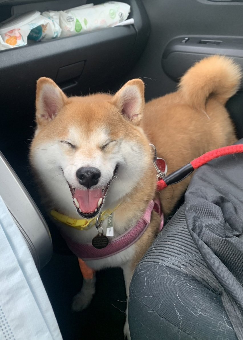 生まれてからずっっっっっっっっっっっっっと不調だった腎臓がやっと正常になった犬見て