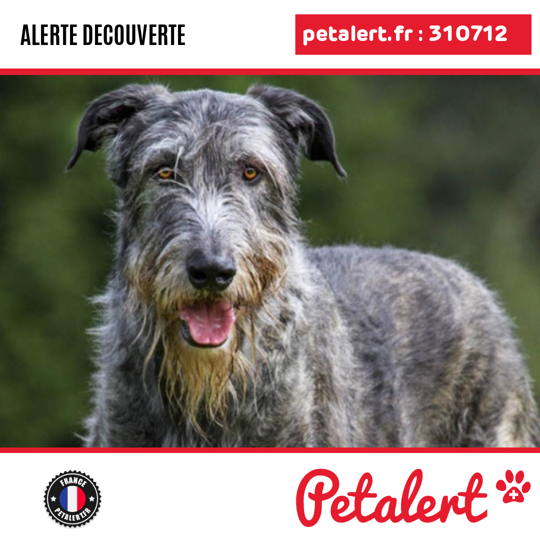 petalert_france's tweet photo. Trouvé #Chien #SeineEtMarne #Messy #Petalert  #PetAlert77 / https://t.co/9pJq1BdzMC https://t.co/pvkDdV0n0k