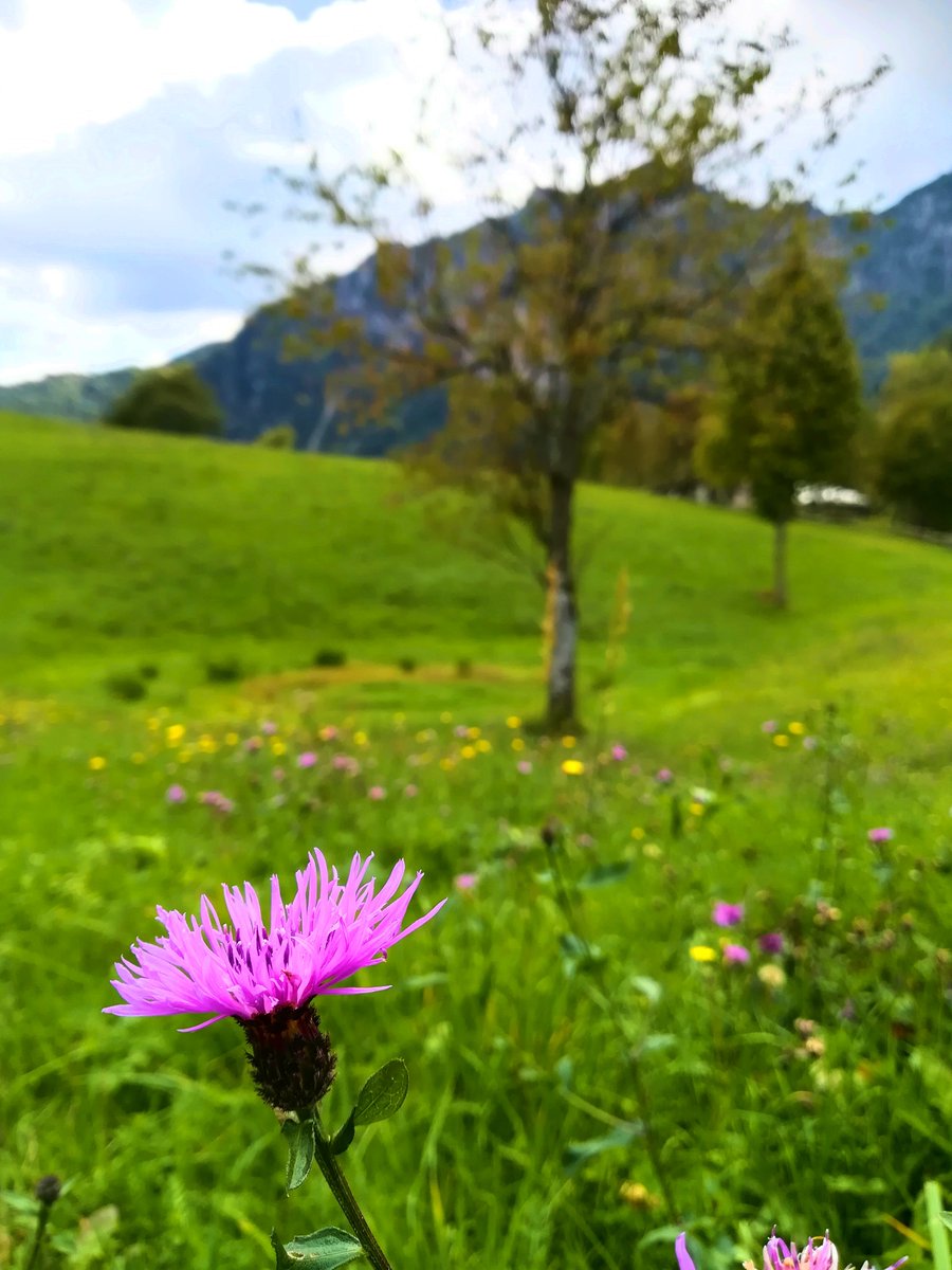 “Happiness held is the seed; Happiness shared is the flower.”

#beautifulflowers #naturephoto #recoaro