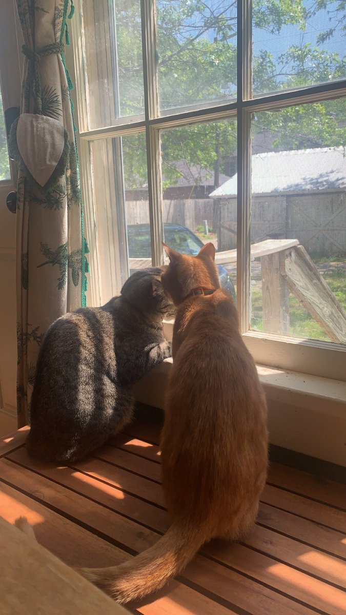 owletamberkay's tweet photo. If you see this, QT with the most recent photo you took of your pet. 
The boys love looking out the window. https://t.co/563Glm5BH4