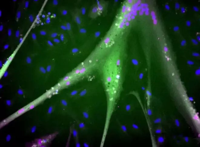 Células madre inmortales para producir carne sin ganado en masa buff.ly/44TX915