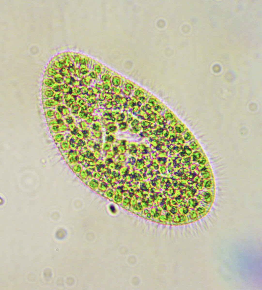 Bruce Cahoon tweet media