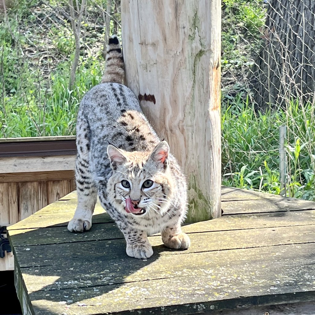 Sun’s out. Tongues out. 👅

It’s the purr-fect time to celebrate #NationalTourismWeek and meet our newest #bobcat ambassador! Diego recently completed his 30-day quarantine & is now loving his new outdoor spaces. Watch for updates as he makes himself at home! #goCMNH