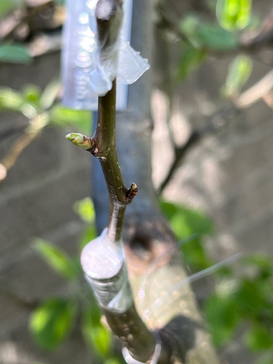 notklev's tweet image. Yes!! There is life 🥳 @BarMas 100% of the scions shows signs of life! masselbacher weinbirne and grüne jagdbirne on the pics. Still early but i have high hopes on them