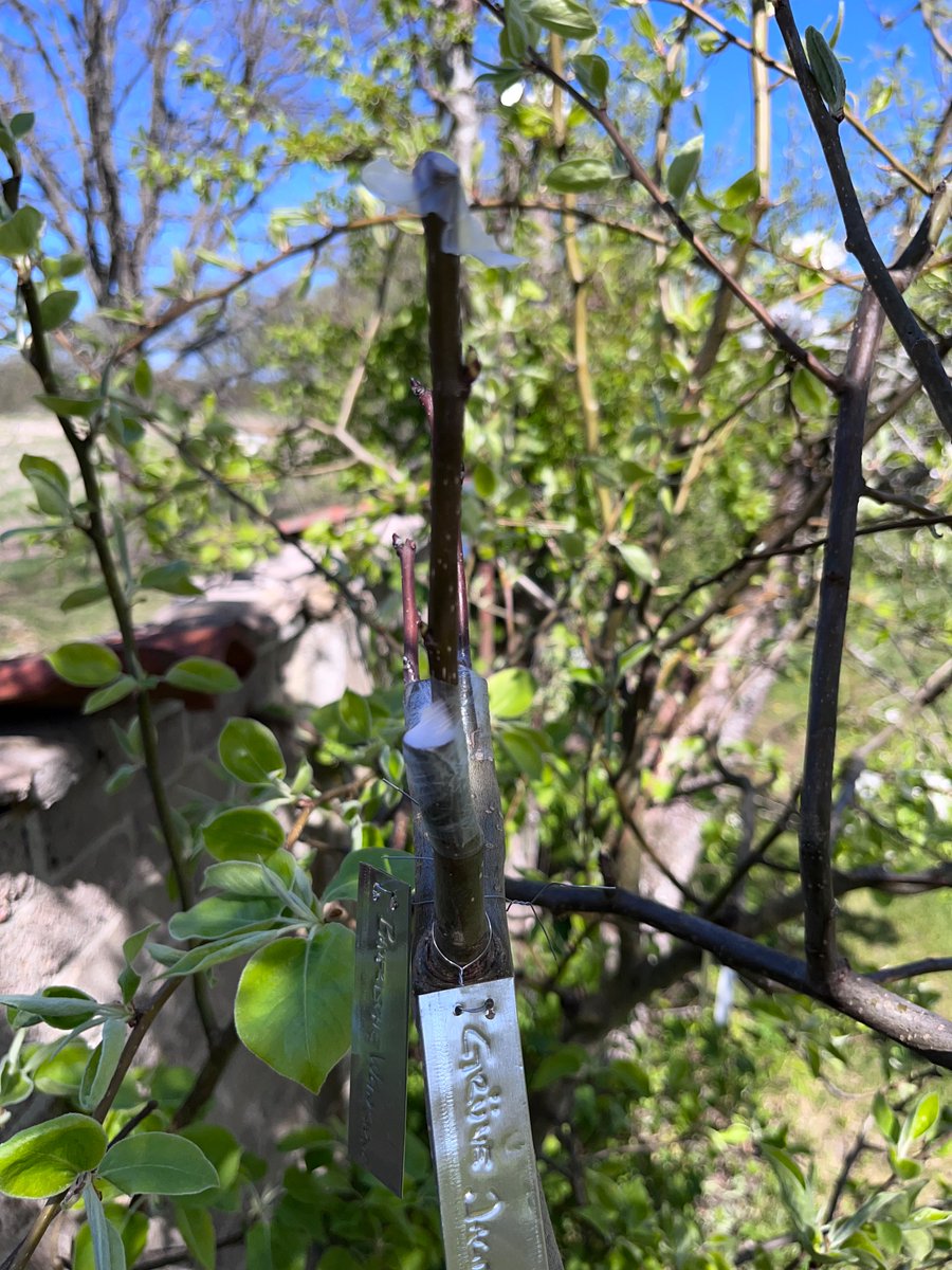 notklev's tweet image. Yes!! There is life 🥳 @BarMas 100% of the scions shows signs of life! masselbacher weinbirne and grüne jagdbirne on the pics. Still early but i have high hopes on them