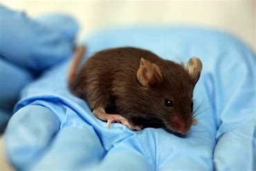 Using mice in biomedical research is highly regulated. They can only be used in the UK when no effective animal-free method is available. Although small, they make a valuable contribution to biomedical advances 🐭 #Miceinresearch