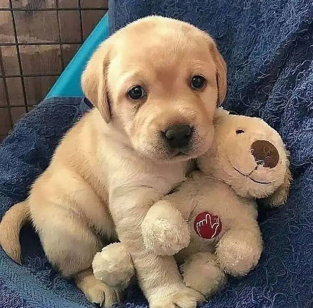 Puppieslover's tweet photo. Awwww So cute puppy https://t.co/S9SpG7oVNC